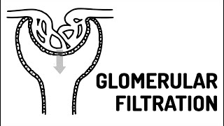 GLOMERULAR FILTRATION made easy [upl. by Enelyak217]