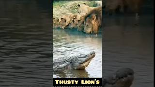 Lions Risky Sip Drinking Water Near a Deadly Crocodile [upl. by Zavras]