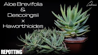 Repotting Aloe Brevifolia amp Descoingsii x Haworthioides  Care Tips [upl. by Airamasor]