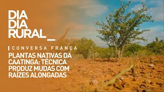 Plantas nativas da caatinga técnica produz mudas com raízes alongadas [upl. by Barfuss]