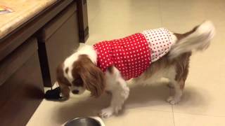 Cavalier King Charles spaniel  barking at the toy rat [upl. by Ahsim]