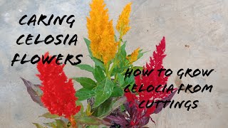 How To Care Celosia Flowers How To Grow Celosia From Cuttings [upl. by Kcirneh]