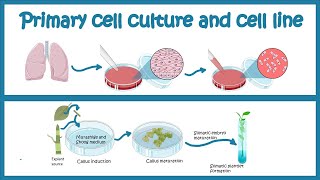 Primary Cell culture and cell line  Cell culture basics [upl. by Wescott823]