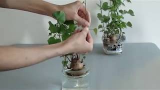 Separating Sweet Potato Vines from Potato to Replant in Water July 20 2017 [upl. by Ibrad]