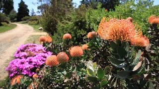 UC Santa Cruz arboretum  tour of the protea leucospermum leucadendron mimetes banksia [upl. by Solis548]