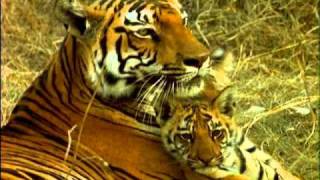 The Truth about Tigers  Part 3  a film by Shekar Dattatri [upl. by Metsky]