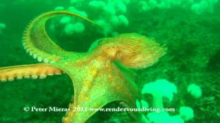 Giant Pacific Octopus swims with diver [upl. by Grantland]