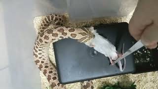 🐭 Feeding my Hognose Snake 🐍 Kraken snakefeeding hognosesnake snakes animals [upl. by Selin]