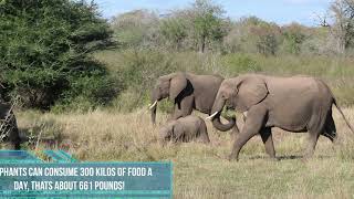 KRUGER NATIONAL PARK quotBIG FIVEquot Elephants Loxodonta africana  Video  updated Info [upl. by Heather]