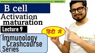 B cell maturation activation and differentiation  B lymphocytes in Hindi  Immunology lecture 9 [upl. by Haroved]