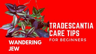 TRADESCANTIA CARE TIPS  HOW TO GROW AND CARE [upl. by Hanoy]