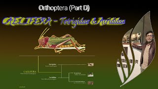 Insect Orders Part 6 Orthoptera D Caelifera  By Dr Imran Khatri [upl. by Rahman620]