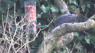 roofvogel achter in de tuin [upl. by Leiram327]