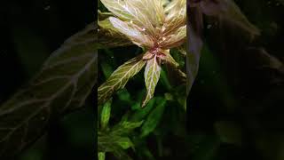 Hygrophila polysperma rosanervig in my low tech tank aquarium plantedaquarium plantedtank fish [upl. by Ytsanyd]