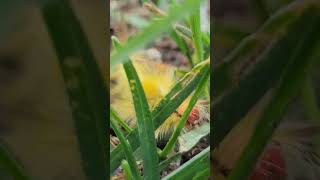 Wisconsin Summer ep10 Whitemarked Tussock Moth wisconsin summer wildlife garden catterpillar [upl. by Samford525]