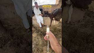 Mastitis treatment  cow disease  cowboy  cow treatment  vet animalhealth cow vetvisit [upl. by Myrtice]