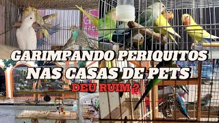 Garimpando periquitos em casas de PETS [upl. by Ellemrac914]