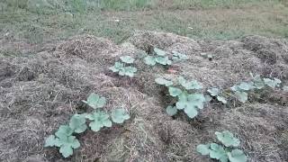 Ruth Stout Gardening Method with Grass Clippings [upl. by Aissela]