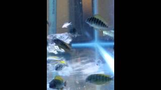 Tropheus Nkonde Yellow Rainbows [upl. by Kathie60]