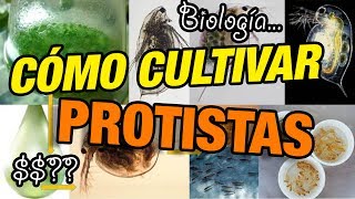 Cómo cultivar protistas [upl. by Karry]