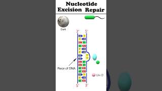 Nucleotide excision repair NER animation dnadamagerepair [upl. by Turnheim]