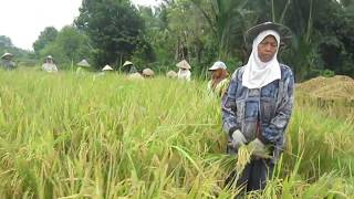 KOH PADE MEURAMEE Potong Padi Massal [upl. by Helse55]