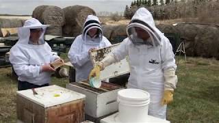 Applying Oxytetracycline to Prevent American Foulbrood Disease [upl. by Anwahsed]