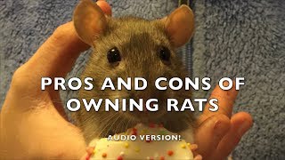 Pros and Cons of Fancy Rats as Pets  Audio version [upl. by Calabrese]