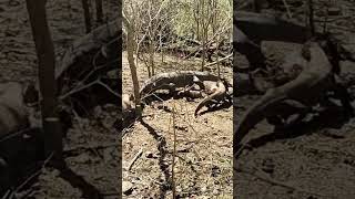 Komodo Dragons eating Deer [upl. by Waltner]