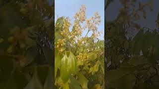 frutas organico simplicidade vidanaroça lichia [upl. by Vinni]