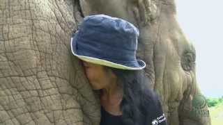 Elephant shows love to people  ElephantNews [upl. by Anidene]