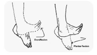 Dorsiflexion and plantar Flexion of the foot Anatomy body Movement terms [upl. by Aninep]