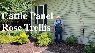 Making A Climbing Rose Trellis From A Cattle Panel [upl. by Daly]