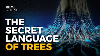 The Secret Language of Trees [upl. by Aihsenet709]