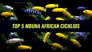 Top 5 Favorite Mbuna African Cichlids [upl. by Kayle]