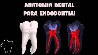 Dentista Estuda 4 PT 1 Anatomia Dental Aplicada à Endodontia  Resumo  Material Complementar [upl. by Sudnac995]