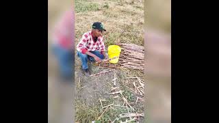 Sugarcane Production Part ll in Goromonzi Zimbabwe [upl. by Jumbala]