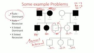 Pedigree Analysis methods  dominant recessive and x linked pedigree [upl. by Eelesor]