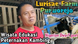 LURISAE FARM SUKSES KEMBANGKAN KAMBING MINI NIGERIAN DWARF GOAT [upl. by Ardnua]