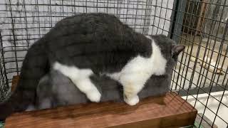 Cat in heat 😻  Munchkin Mate  Cat breeding 😺 [upl. by Deb528]