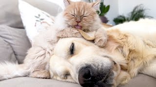 Kitten Wakes Up Golden Retriever Dog [upl. by Nine]