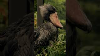 Meet the Amazing Shoebill Bird shoebill shortsbeta [upl. by Ynabe]