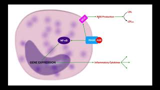 LDL Peroxidation amp Protein Adducts [upl. by Mayor]