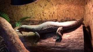 Mangrove Monitor eats big white mouse Varanus Indicus [upl. by Lednam]