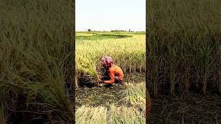 Manual Paddy Harvesting shorts [upl. by Aiht]