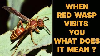 WHEN A RED WASP VISITS YOU WHAT DOES IT MEAN [upl. by Renell]