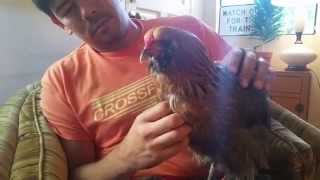 Triscuit the Chicken Has Sour Crop [upl. by Jecho]