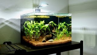 Setting Up Third Planted Betta Fish Tank  Sagittaria amp Cryptocoryne Nano Aquarium [upl. by Baras]