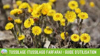 Tussilage Tussilago farfara  guide dutilisation et précautions [upl. by Rafe902]