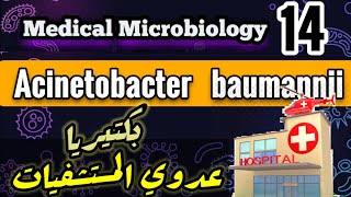 Acinetobacter baumannii  Nosocomial infection bacteria شرح بالعربي [upl. by Marjory]